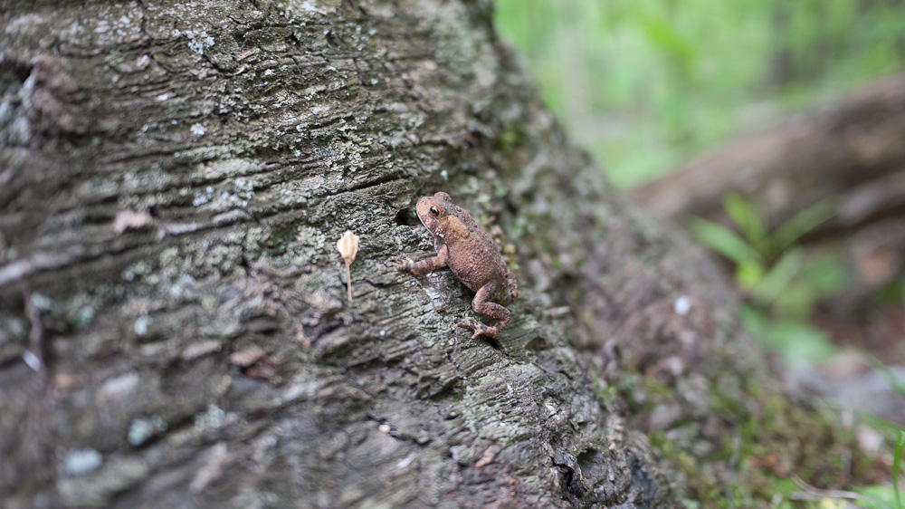 Gray tree frog