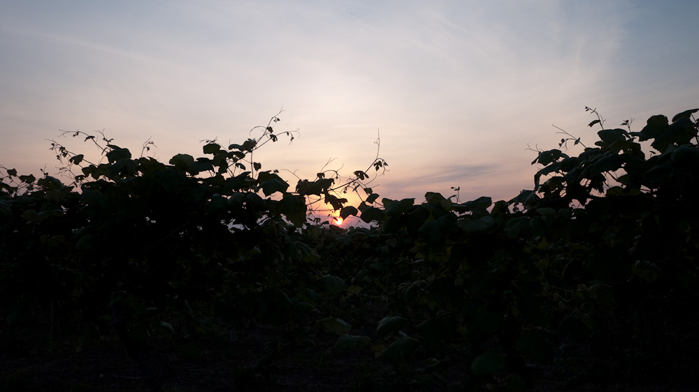 Morning sun over Welch’s grapes